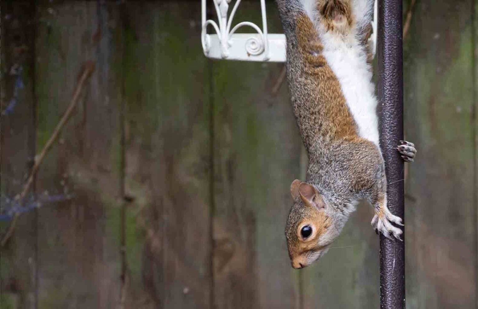 possum pest control in sydney
