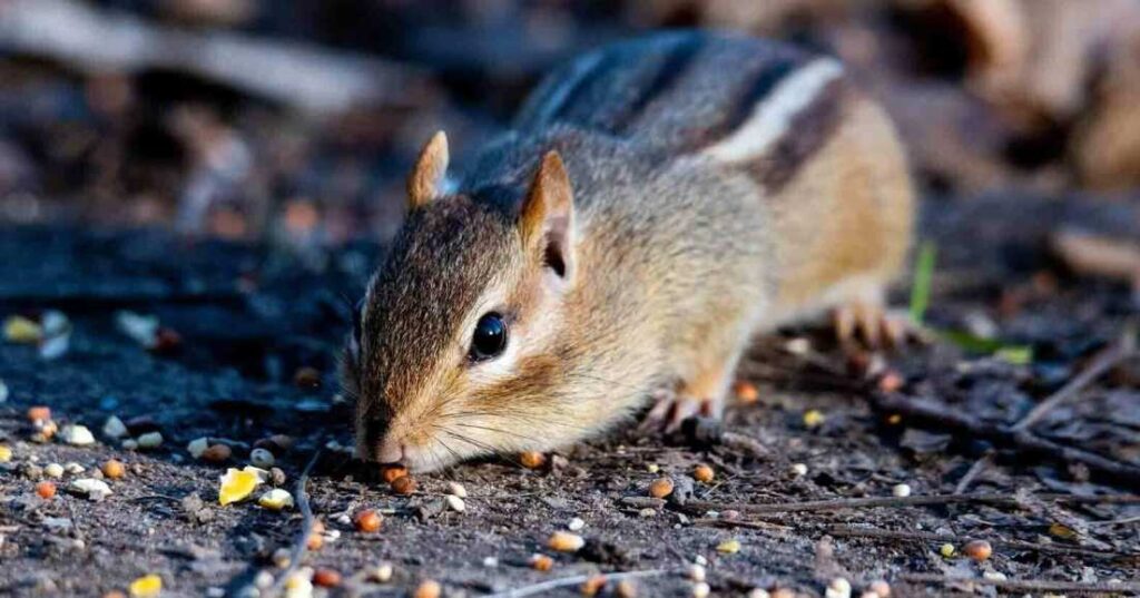 The Right Way to Handle Possum Removal in Sydney