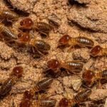 hamro best pest control offer routine pest control in sydney for termite