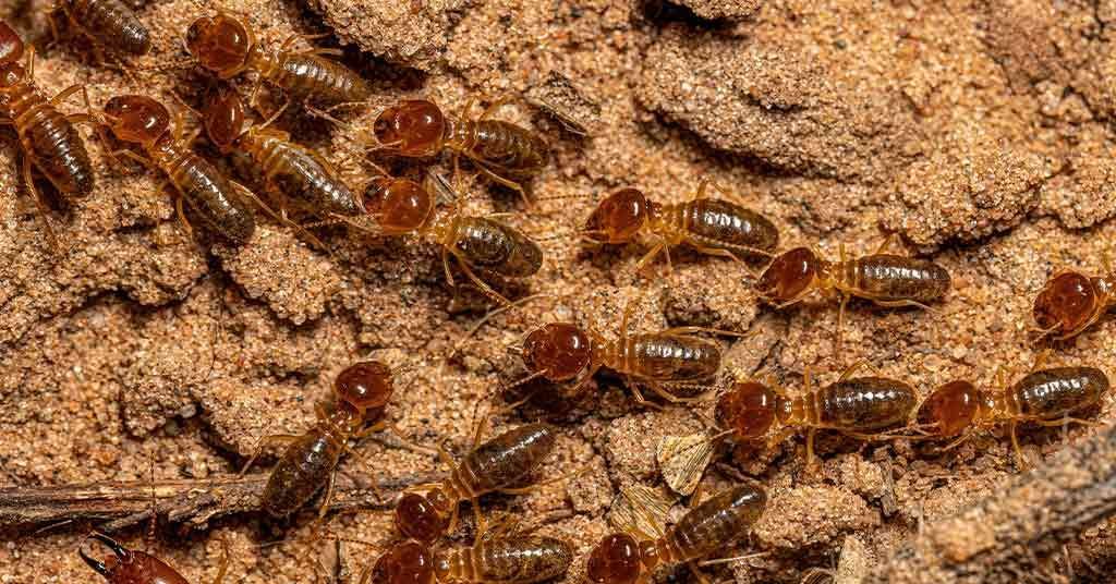 hamro best pest control offer routine pest control in sydney for termite