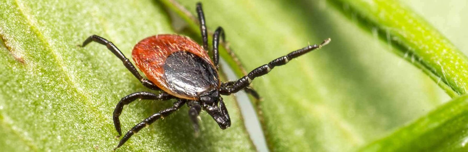 Tick pest control service by Hamro Best Pest Control treating lawns and outdoor areas safely