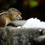 rodent control in sinter by hamro best pest control