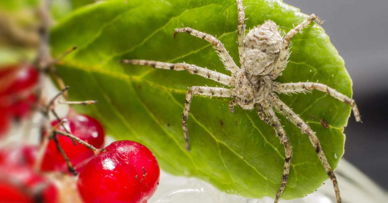 Spider on an indoor surface, a common issue requiring seasonal spider control.