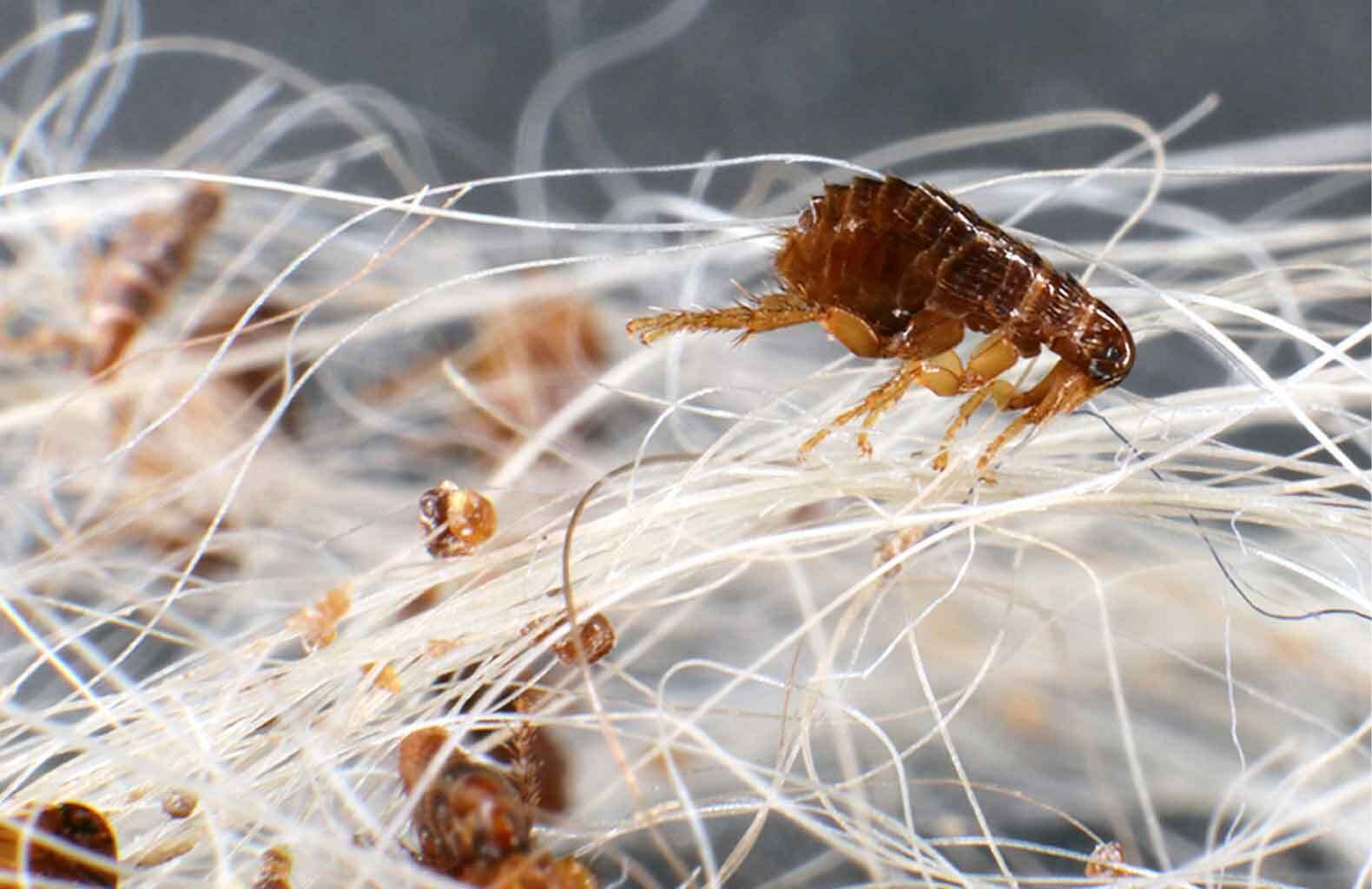 Flea pest control in Sydney by Hamro Best Pest removing fleas from homes