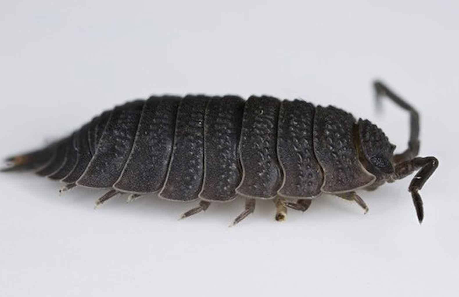 Slater pest control in Sydney