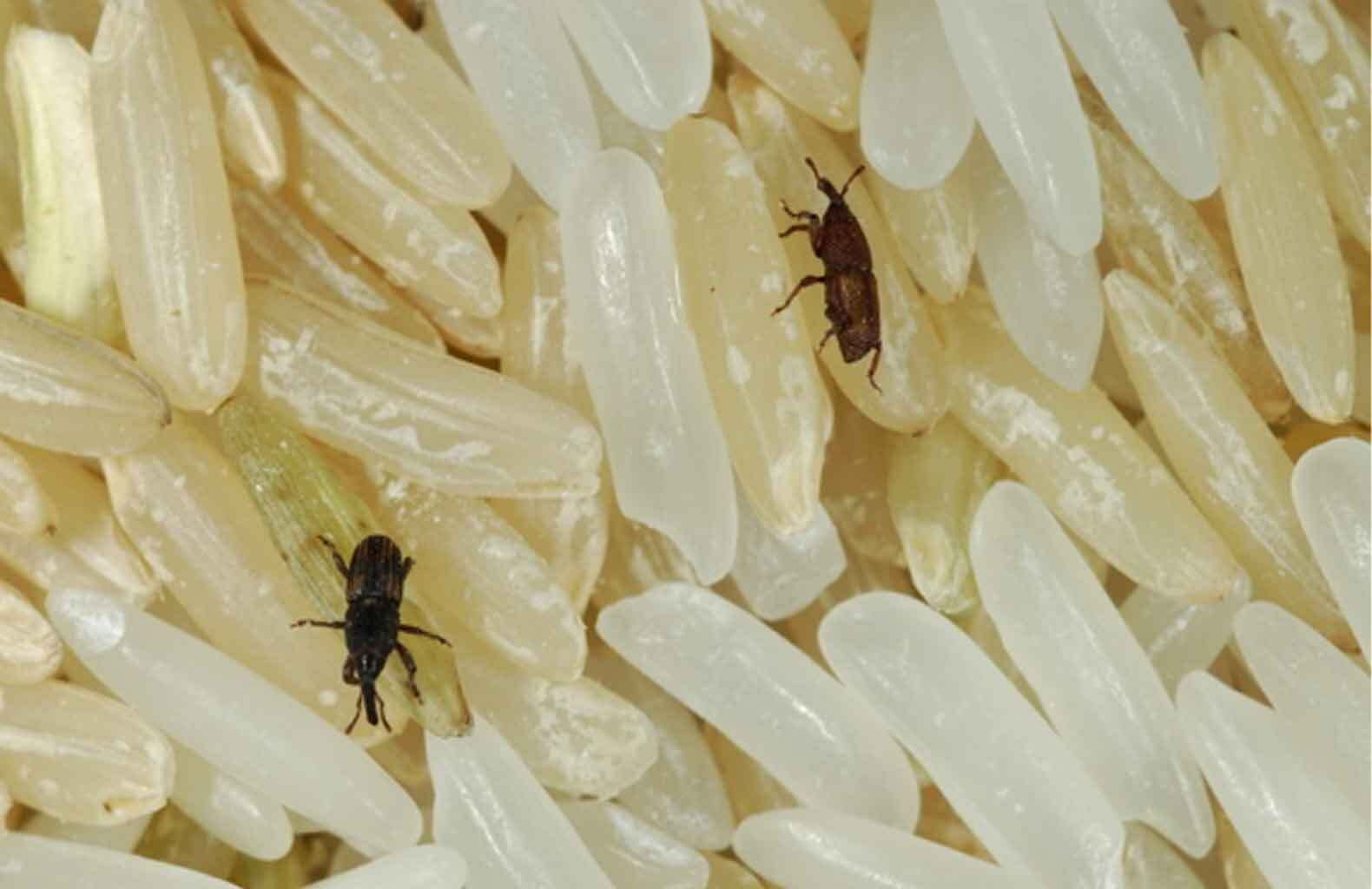 Stored product pest control by Hamro Best Pest for pantry and food storage pests