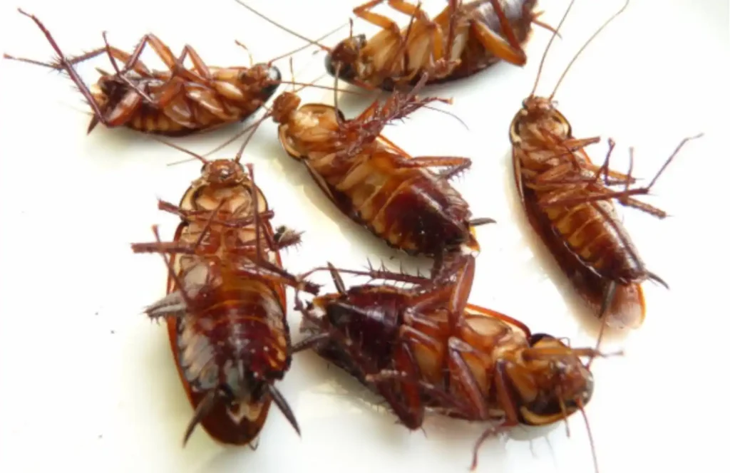 Cockroach pest control in sydney treating residential home