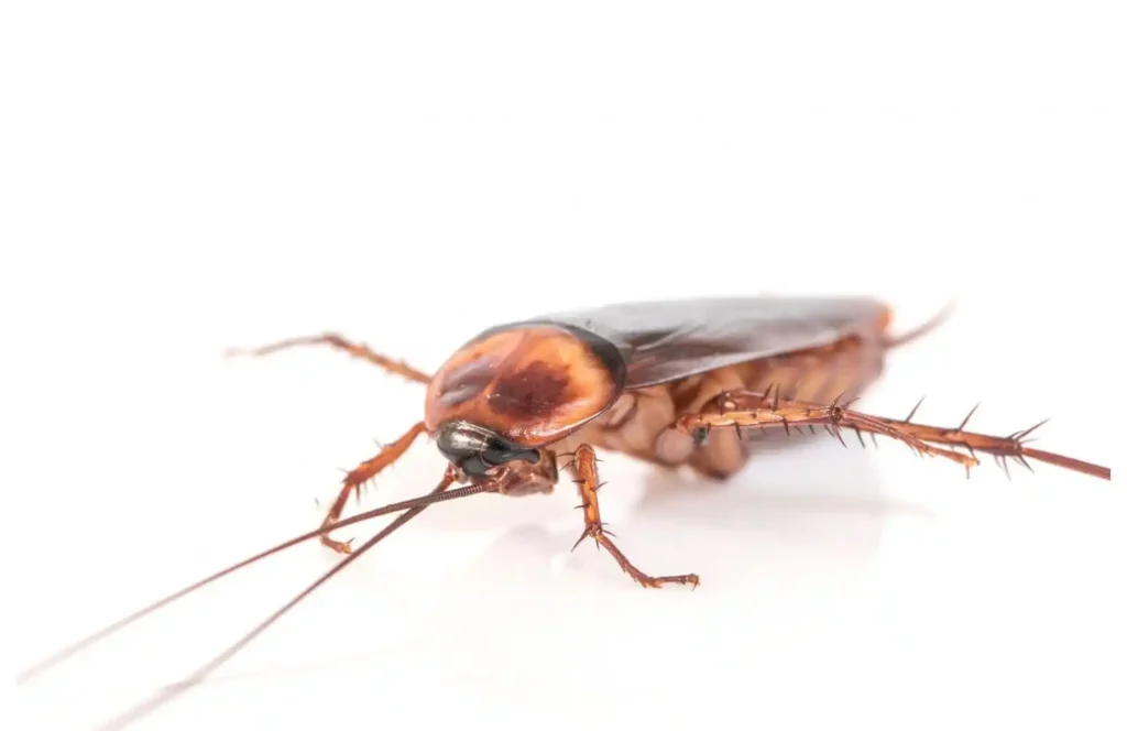 Residential Cockroach pest control austral