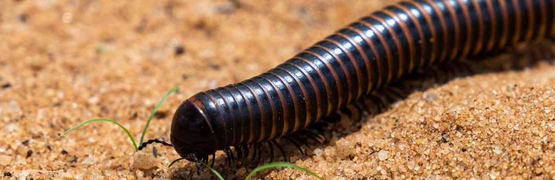 Armyworm treatment being applied on lawn to protect grass