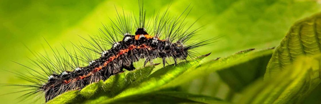 Caterpillar pest control treatment on garden plants