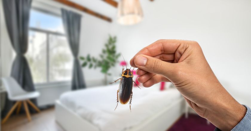 How to Get Rid of Cockroaches: The Complete Sydney Home Guide 2026