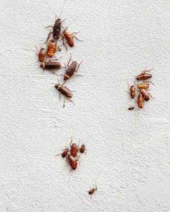 Cockroach pest control treatment in kitchen area
