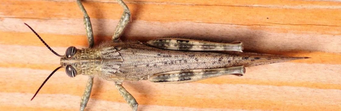 Cricket pest control treatment being applied in backyard