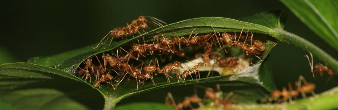 Black ants forming a trail along wall in house