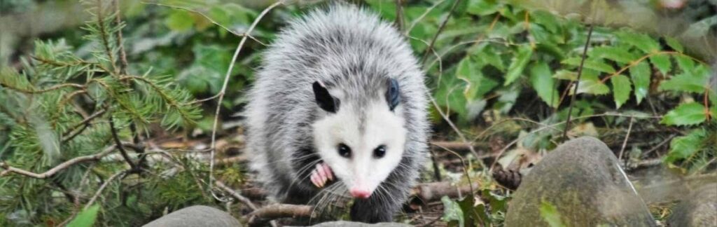 possum removal parramatta service from residential roof