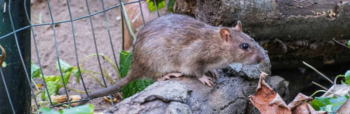 rat pest control treatment in residential property