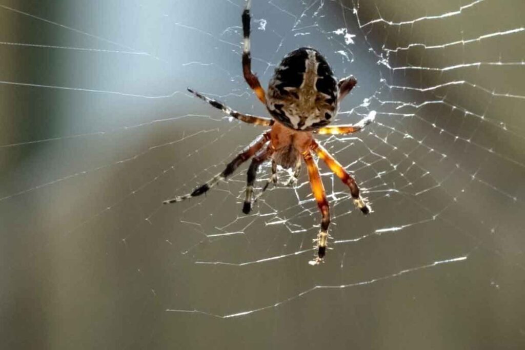 Spider pest control treatment Hurstville