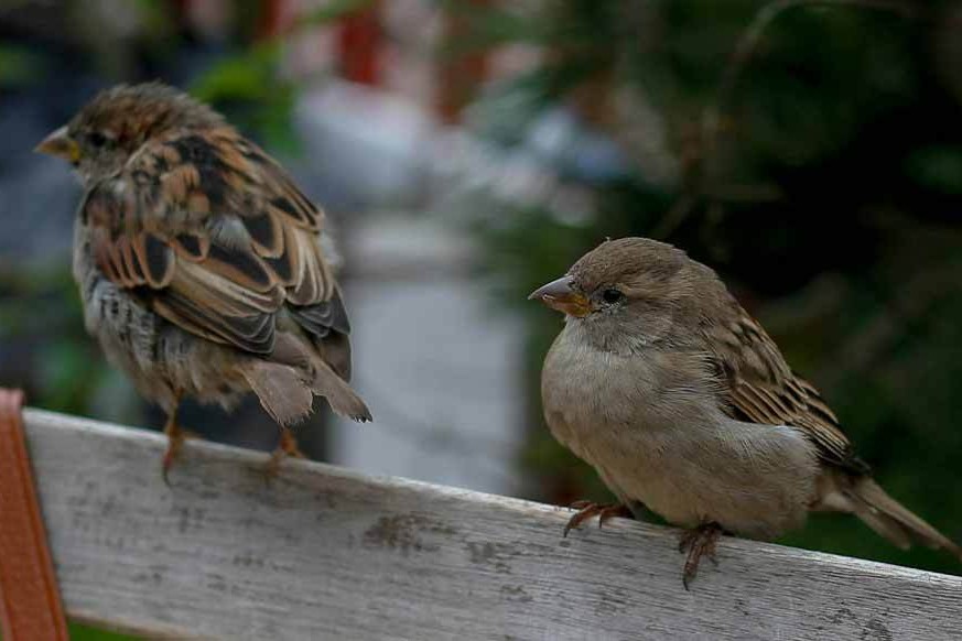 bird control