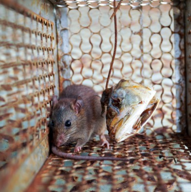 rodent control auburn diy