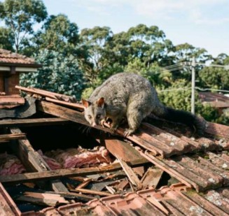 Residential pest control expert performing Possum Removal Strathfield inspection
