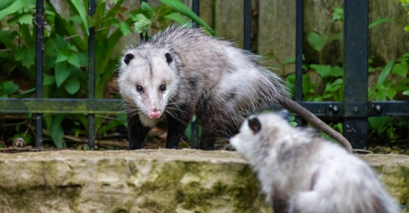 Same day possum removal Greenacre service for residential property