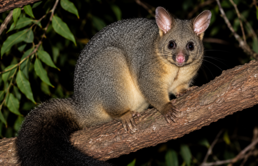 Possum Removal Guildford