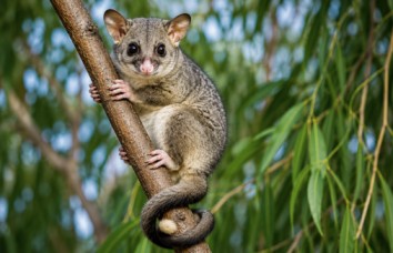 Safe and humane possum removal Granville