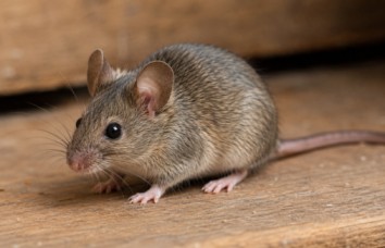 House Mouse indoors, highlighting the importance of expert Rodent Control Auburn solutions to eliminate mice and protect homes and businesses from rodent infestations.