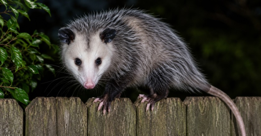 Possum removal Marrickville with a possum safely located on a residential property roof during wildlife inspection and removal.