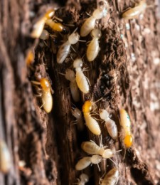 Professional termite inspection in Hurstville