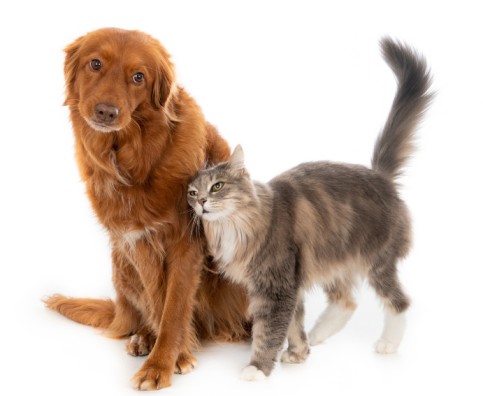 Eco-friendly pest control solutions for families in Homebush