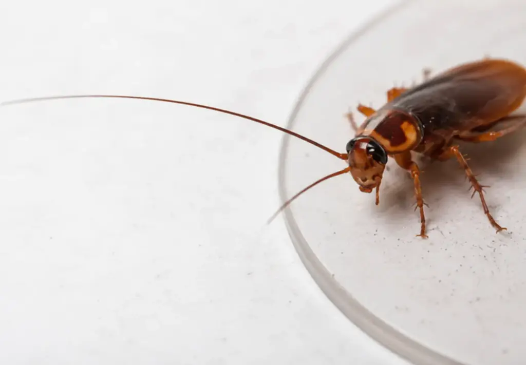 Cockroach control and pest control service in Clyde