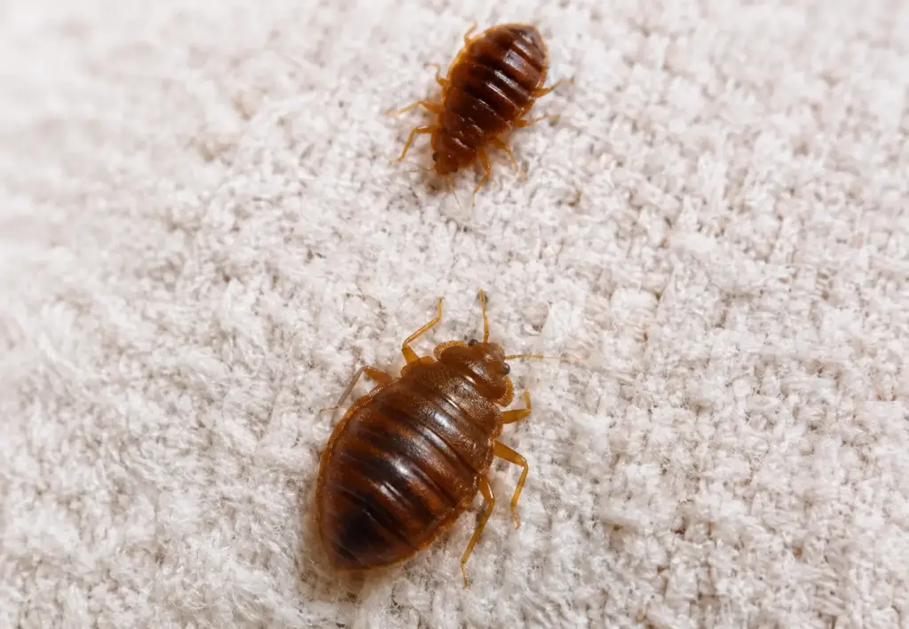 Hamro Best Pest Control technician performing bed bug treatment in Clyde