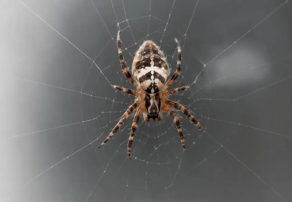 Professional spider control service in Clyde by Sathi Pest Management