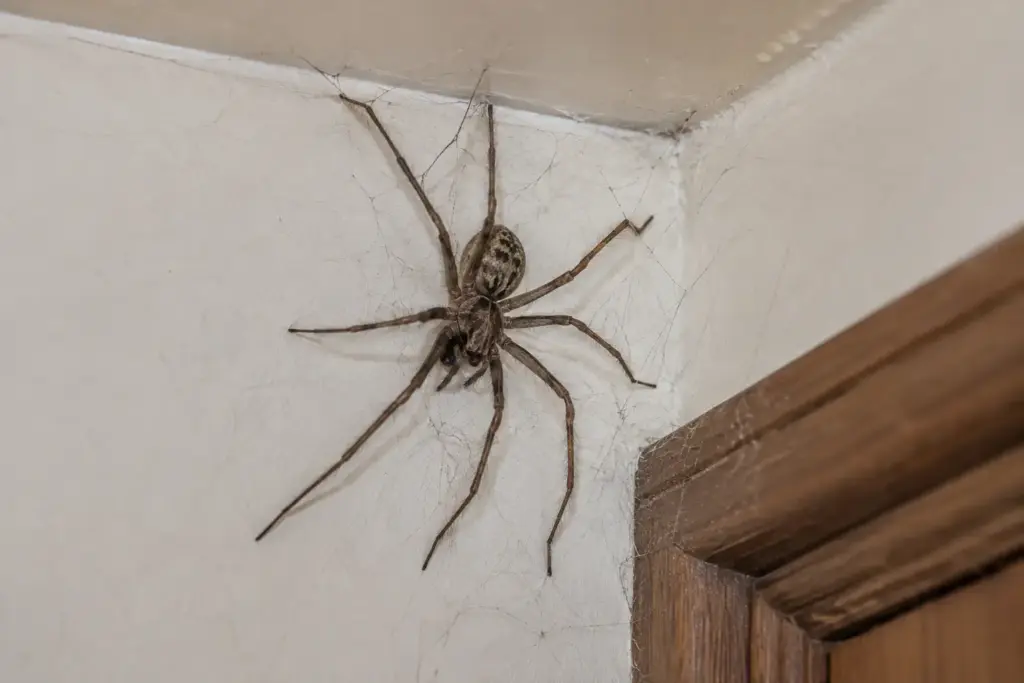 Spider in a cobwebbed corner of a house requiring spider control in Silverwater