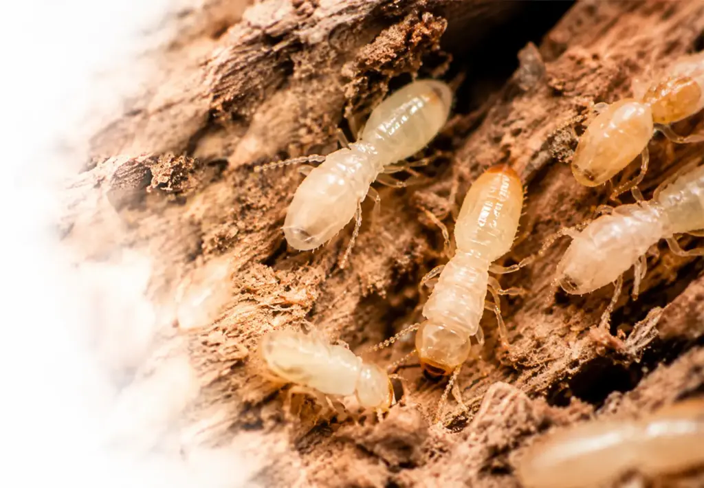 Termite control and pest control service in Clyde