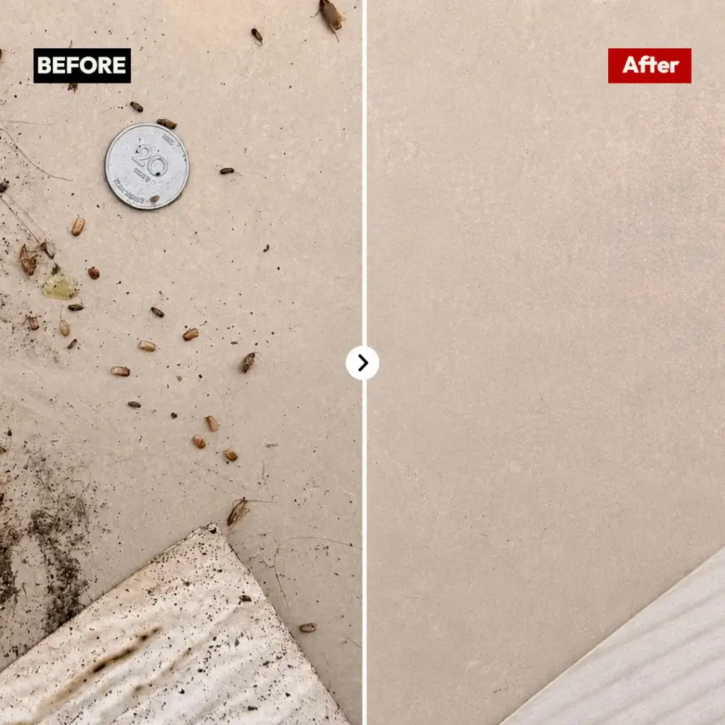 Before and after German cockroach egg cases and droppings cleanup on tiled floor in Silverwater by Hamro Best Pest Control