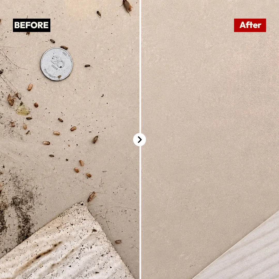 Before and after cockroach egg case treatment
