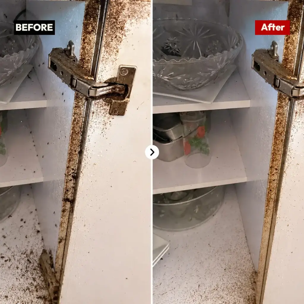 Before and after cockroach treatment in a Silverwater kitchen cabinet by Hamro Best Pest Control