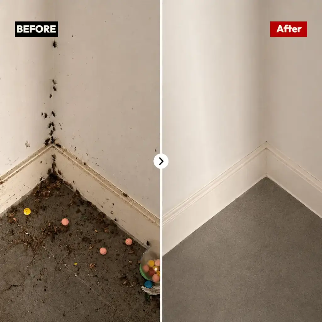 Before and after severe cockroach infestation removal on a room corner wall and floor in Silverwater by Hamro Best Pest Control