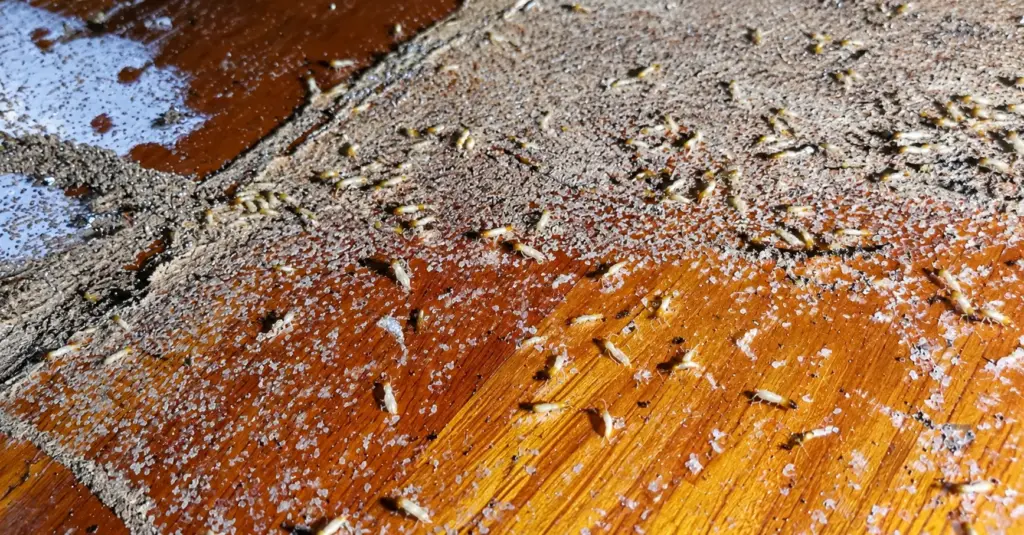 How Much Does Termite Treatment Cost in Sydney?