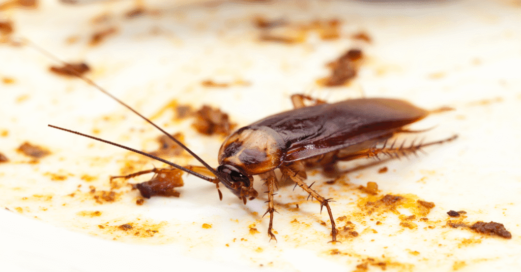 Cockroach control service in Revesby by professional pest control experts