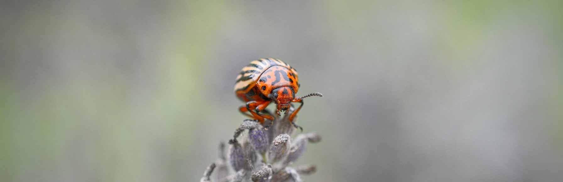 beetle pest control service by Hamro Best Pest Control