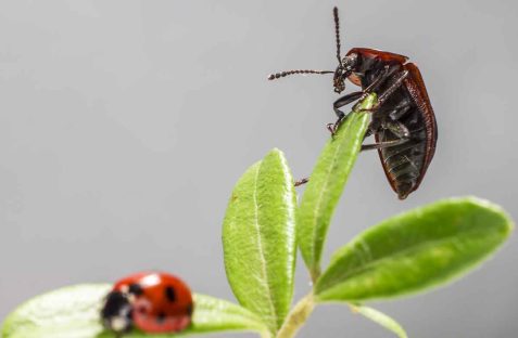 beetle pest control in sydney