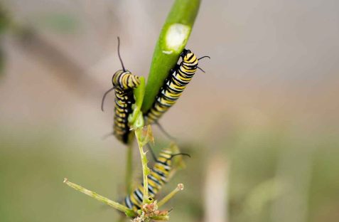 caterpillar pest control in sydney