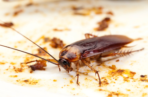 Cockroach control service in Revesby by professional pest control experts