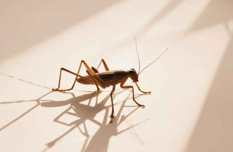 cricket pest control by Hamro Best Pest Control