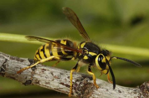 Wasp Pest Control in Sydney