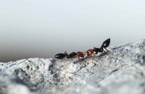 Ants pest control sydney, Ants pest control near me, pest control for ants, Ants & pest control