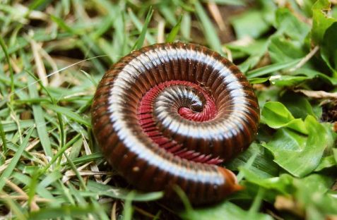 Millipedes pest control technician treating home exterior